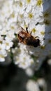 macro photo of a honey wasp sucking flower nectar Royalty Free Stock Photo