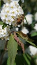 macro photo of a honey wasp sucking flower nectar Royalty Free Stock Photo