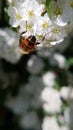 macro photo of a honey wasp sucking flower nectar Royalty Free Stock Photo