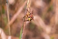 Macro photo of the hornet. Hornet head. Hornet on a straw.