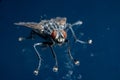 Macro photo of a housefly Musca domestica.. Royalty Free Stock Photo