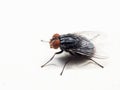 Macro Photo of Housefly on White Floor Royalty Free Stock Photo