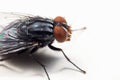 Macro Photo of Housefly on White Floor Royalty Free Stock Photo