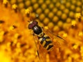 Macro photo of Hoverflies pollinating on the sunflower.