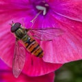 Macro photo of a hoverfly sitting on a red flower Royalty Free Stock Photo