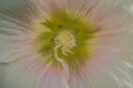 Macro photo if a white pink flower centre