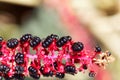 Indian poke berries Phytolacca acinosa