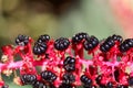 Indian poke berries Phytolacca acinosa