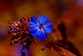 Indigo blue flower and bloody orange background