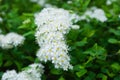 Macro photo of inflorescences of white spirea. Royalty Free Stock Photo