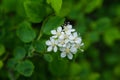Macro photo of inflorescences of white spirea. Royalty Free Stock Photo