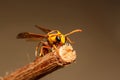 Macro photo of a insect caterpillar Royalty Free Stock Photo