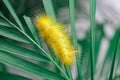 Macro photo of a insect caterpillar Royalty Free Stock Photo