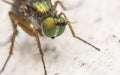 Macro photo of an insect, a Dolichopodidae fly Royalty Free Stock Photo