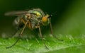 Macro photo of an insect, a Dolichopodidae fly Royalty Free Stock Photo