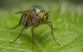Macro photo of an insect, a Dolichopodidae fly Royalty Free Stock Photo