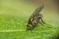Macro photo of an insect, a Dolichopodidae fly Royalty Free Stock Photo