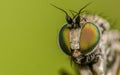 Macro photo of an insect, a Dolichopodidae fly Royalty Free Stock Photo