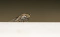 Macro photo of an insect, a Dolichopodidae fly Royalty Free Stock Photo
