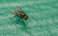 Macro photo of an insect, a Dolichopodidae fly Royalty Free Stock Photo