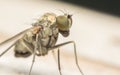Macro photo of an insect, a Dolichopodidae fly Royalty Free Stock Photo