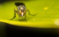 Macro photo of an insect, a Dolichopodidae fly Royalty Free Stock Photo