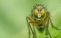 Macro photo of an insect, a Dolichopodidae fly Royalty Free Stock Photo