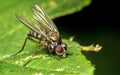 Macro photo of an insect, a Dolichopodidae fly Royalty Free Stock Photo