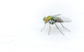 Macro photo of an insect, a Dolichopodidae fly on a white background Royalty Free Stock Photo