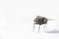 Beautiful ,colorful closeup of a house fly