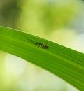 Macro photo of insects under the leaves