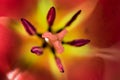 Macro photo inside a red and yellow tulip with pistil and stamens Royalty Free Stock Photo