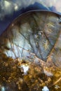 Macro photo of an iridescent crystal moonstone labradorite stone.