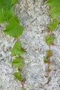 macro photo of ivy with young light green leaves on an old gray white rough concrete surface Royalty Free Stock Photo