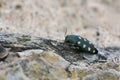 Jewel beetle, Buprestis octoguttata on pine bark