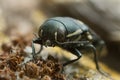 Jewel beetle, Buprestis octoguttata