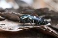 Jewel beetle, Buprestis octoguttata on pine bark