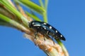 Jewel beetle, Buprestis octoguttata on pine needle