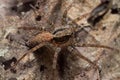 Macro Photo of Jumping Spider Camouflage on Dry Leaf