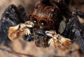 Macro Photo of Jumping Spider Isolated on The Soil Royalty Free Stock Photo