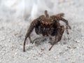 Macro Photo of Jumping Spider on White Floor Royalty Free Stock Photo