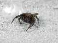 Macro Photo of Jumping Spider on White Floor Royalty Free Stock Photo