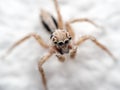 Macro Photo of Jumping Spider on White Floor Royalty Free Stock Photo