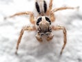 Macro Photo of Jumping Spider on White Floor Royalty Free Stock Photo