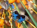 Junonia orithya , the blue pansy butterfly Royalty Free Stock Photo