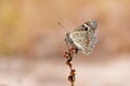 Junonia orithya , the blue pansy butterfly Royalty Free Stock Photo