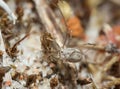 Juvenile harvestman, opilio on sand