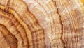 macro photo of Karelian birch round surface with wood texture Royalty Free Stock Photo