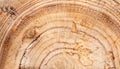 macro photo of Karelian birch round surface with wood texture Royalty Free Stock Photo