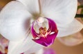 Macro photo of the labellum, callus and throat of a Phalaenopsis orchid.